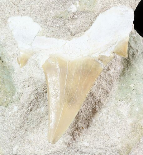 Otodus Shark Tooth Fossil In Rock - Eocene #47755